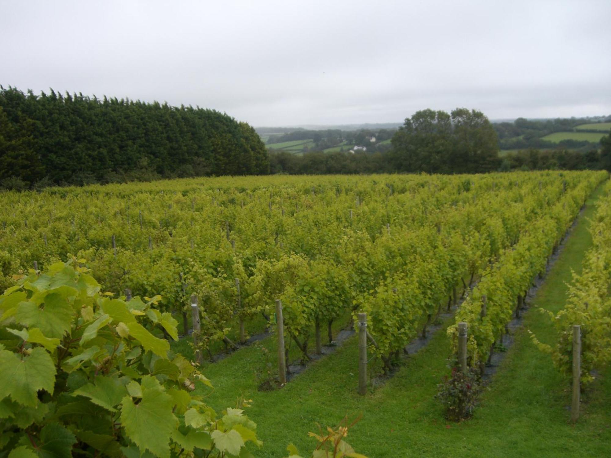 Glyndwr Vineyard Hotel Каубридж Екстериор снимка